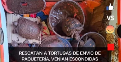 Rescatan a tortugas de envío de paquetería