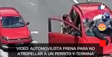 VIDEO: automovilista frena para no atropellar a un perrito