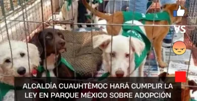 Alcaldía Cuauhtémoc Hará Cumplir la ley en Parque México sobre Adopción de Animales