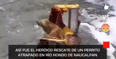 Así fue el heróico rescate de un perrito atrapado en Río Hondo de Naucalpan