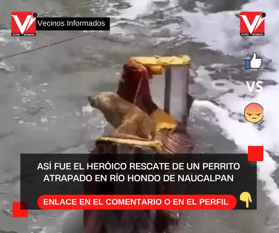 Así fue el heróico rescate de un perrito atrapado en Río Hondo de Naucalpan