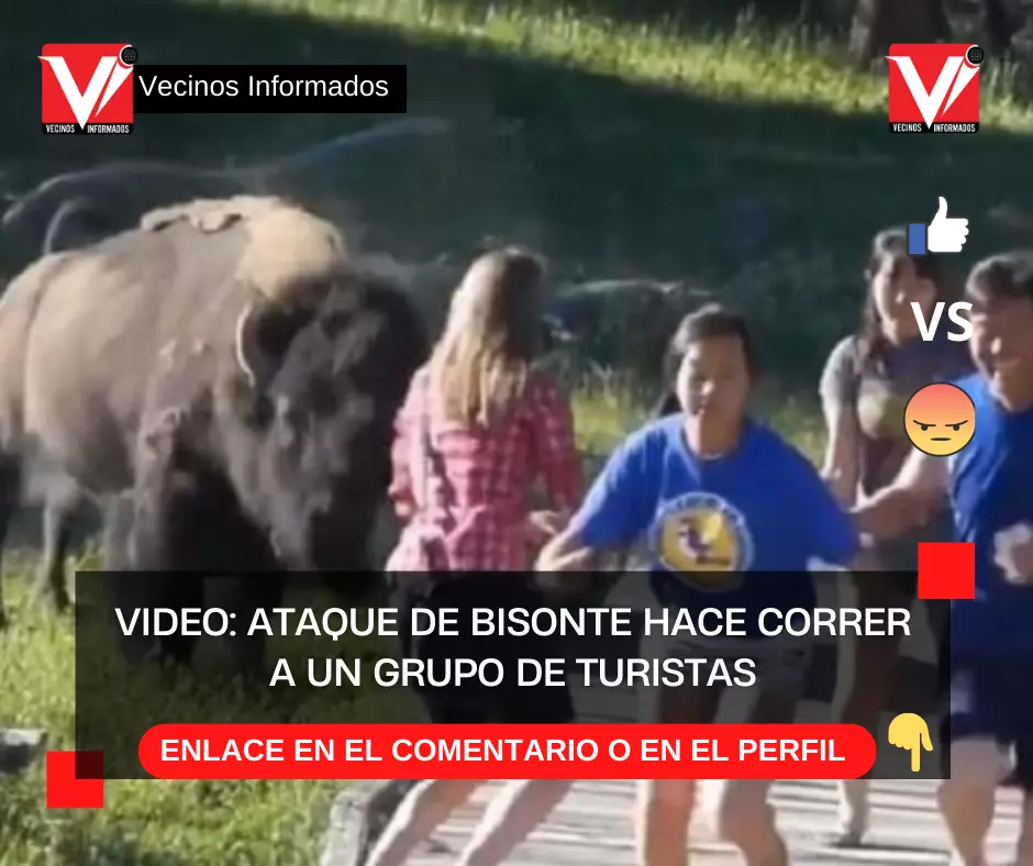 VIDEO: ATAQUE DE BISONTE HACE CORRER