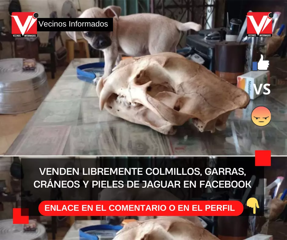 Venden libremente colmillos, garras, cráneos y pieles de jaguar en Facebook
