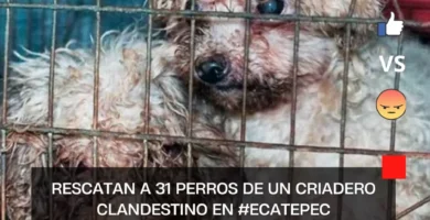 Rescatan a 31 perros de un criadero clandestino en #Ecatepec