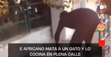 africano mata a un gato y lo cocina en plena calle