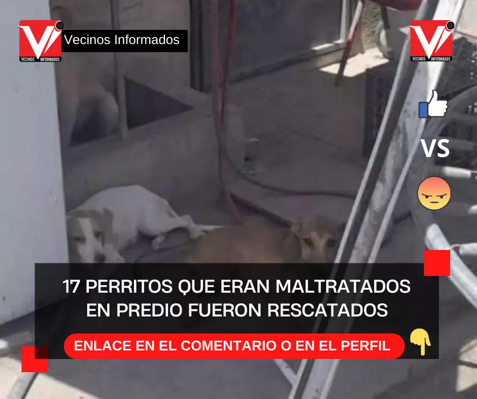 17 perritos que eran maltratados en predio de Nuevo León, fueron rescatados