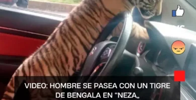 Video: Hombre se pasea con un tigre de bengala en “Neza”
