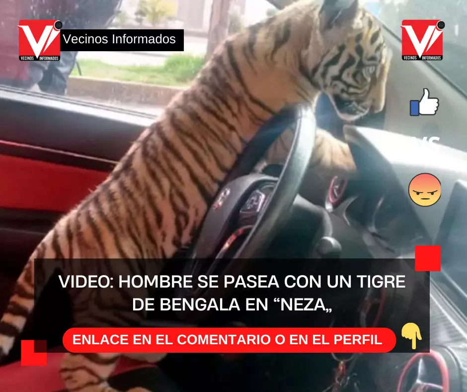 Video: Hombre se pasea con un tigre de bengala en “Neza”