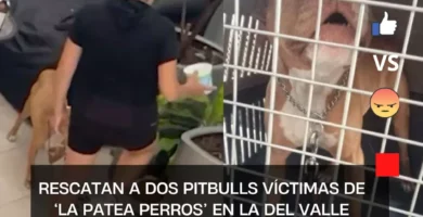 Rescatan a dos pitbulls víctimas de ‘La Patea Perros’ en la Del Valle