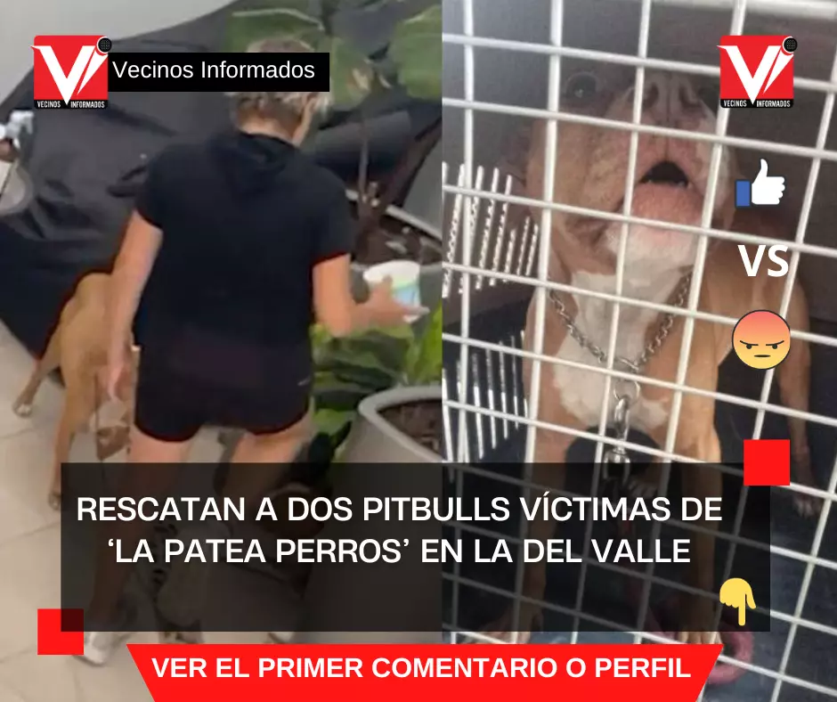Rescatan a dos pitbulls víctimas de ‘La Patea Perros’ en la Del Valle