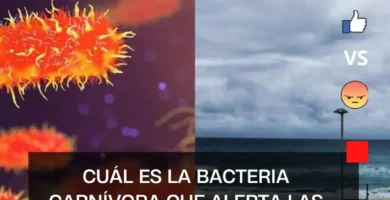 Cuál es la bacteria carnívora que alerta las costas