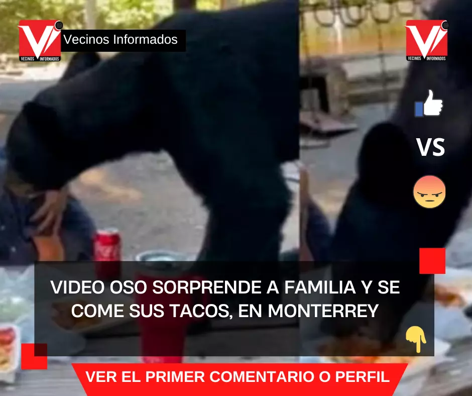 VIDEO Oso sorprende a familia y se come sus tacos, en Monterrey