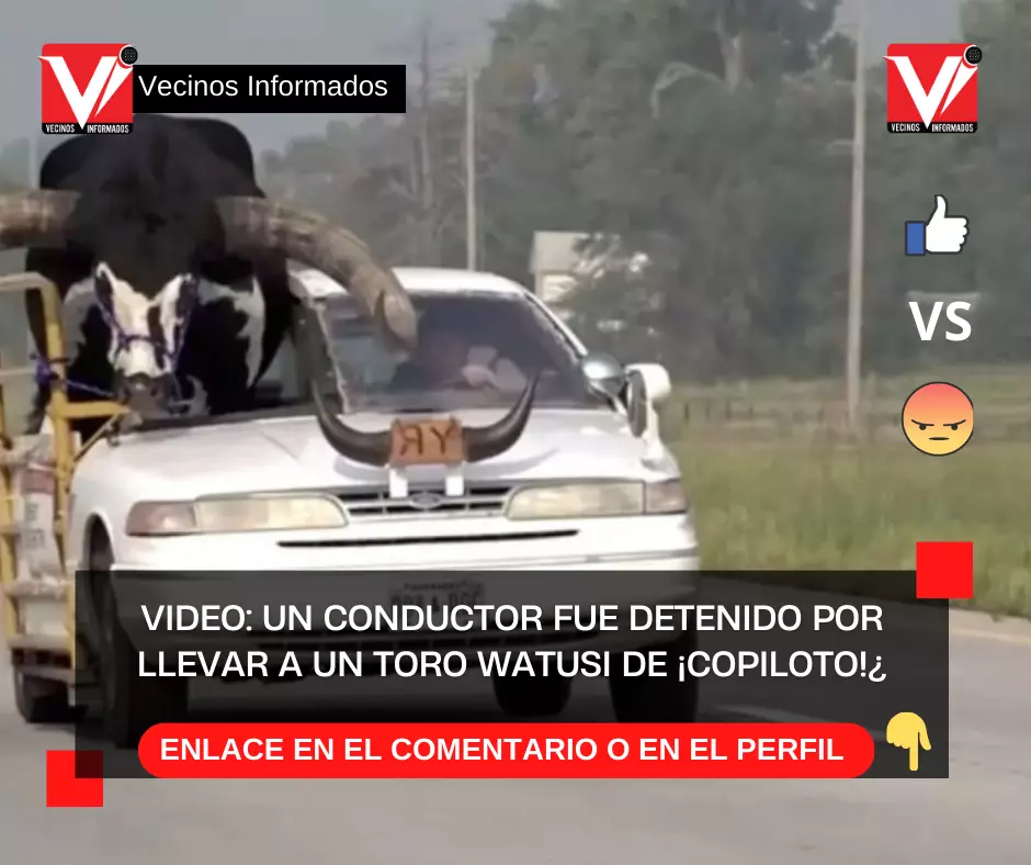 VIDEO: Un conductor fue detenido por llevar a un toro Watusi de ¡copiloto!