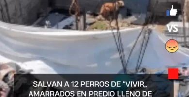Salvan a 12 perros de “vivir” amarrados en predio lleno de basura