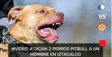#VIDEO: Atacan 2 perros pitbull a un hombre en Iztacalco