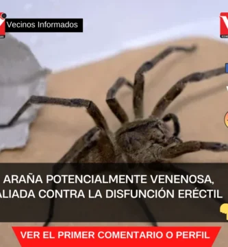 Araña Potencialmente Venenosa, Aliada contra la Disfunción Eréctil