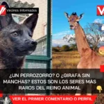¿Un perrozorro? o ¿Girafa sin manchas?