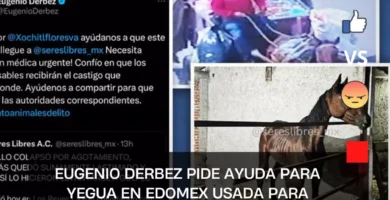 Eugenio Derbez pide ayuda para yegua en Edomex usada para recoger basura; logran rescatarla