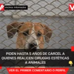 Piden hasta 5 años de cárcel a quienes realicen cirugías estéticas a animales