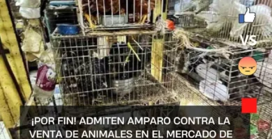 ¡Por fin! Admiten amparo contra la venta de animales en el Mercado de Sonora
