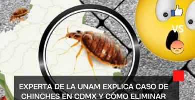 Experta de la UNAM explica caso de chinches en CDMX y cómo eliminar plagas