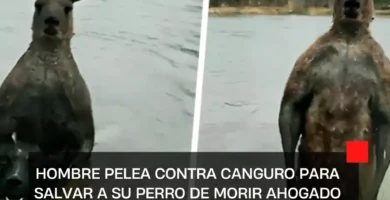 Hombre pelea contra canguro para salvar a su perro de morir ahogado |VIDEO