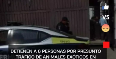 Detienen a 6 personas por presunto tráfico de animales exóticos en Tlalnepantla
