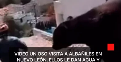 VIDEO Un oso visita a albañiles en Nuevo León; ellos le dan agua y tortillas