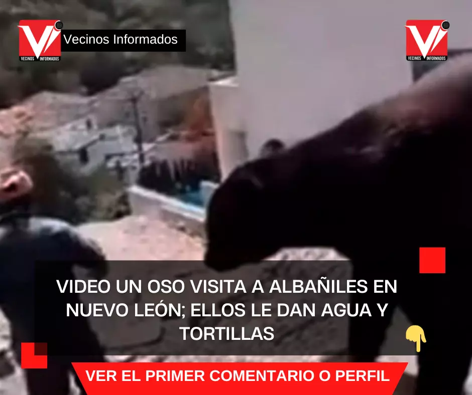 VIDEO Un oso visita a albañiles en Nuevo León; ellos le dan agua y tortillas