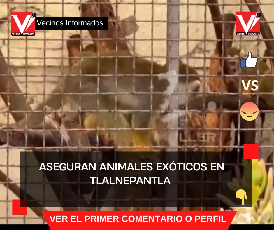 Aseguran animales exóticos en Tlalnepantla