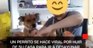 Se escapó con la vecina: un perrito se hace viral por huir de su casa para ir a desayunar gratis| VIDEO