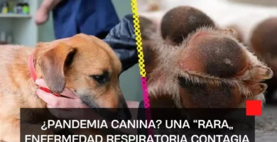 ¿Pandemia canina? Una “rara” enfermedad respiratoria contagia perros y ya se registraron muertes