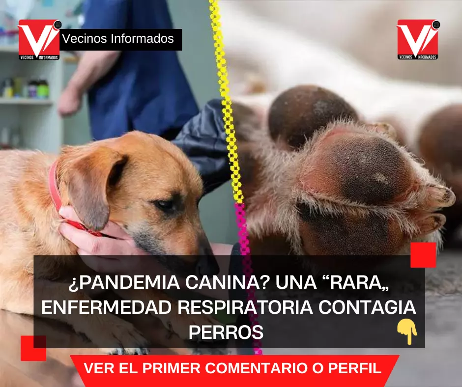 ¿Pandemia canina? Una “rara” enfermedad respiratoria contagia perros y ya se registraron muertes