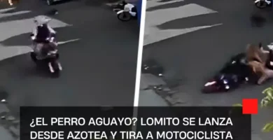 ¿El Perro Aguayo? Lomito se lanza desde azotea y tira a motociclista |VIDEO