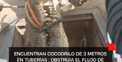 Encuentran cocodrilo de 3 metros en tuberías de Tamaulipas; obstruía el flujo de agua