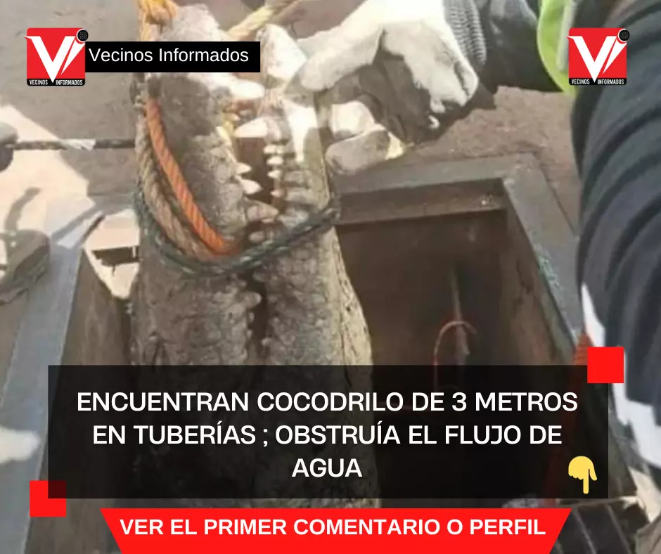Encuentran cocodrilo de 3 metros en tuberías de Tamaulipas; obstruía el flujo de agua