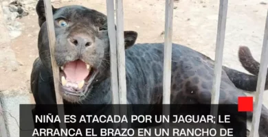 Niña es atacada por un jaguar; le arranca el brazo en un rancho de Chihuahua
