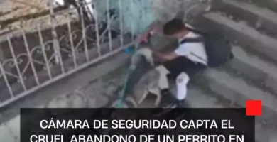 Cámara de seguridad capta el cruel abandono de un perrito en Tlalnepantla, Edomex