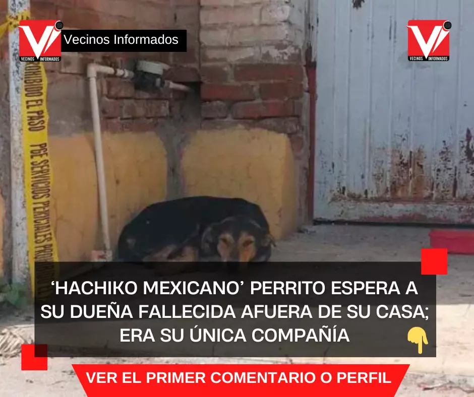 ‘Hachiko mexicano’ Perrito ESPERA a su dueña fallecida afuera de su casa; era su única compañía