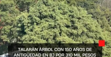 Talarán árbol con 150 años de antigüedad en BJ por 310 mil pesos