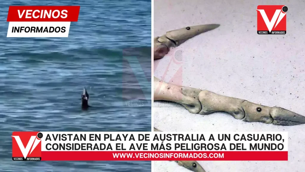 Avistan en playa de Australia a un casuario, considerada el ave más peligrosa del mundo (VIDEO)