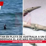 Avistan en playa de Australia a un casuario, considerada el ave más peligrosa del mundo (VIDEO)