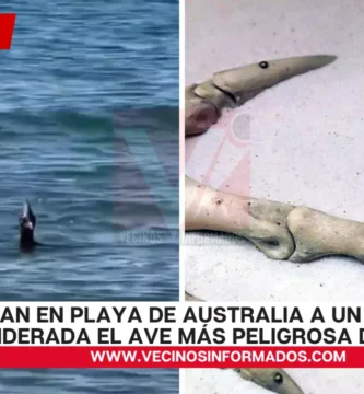 Avistan en playa de Australia a un casuario, considerada el ave más peligrosa del mundo (VIDEO)
