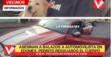 Asesinan a balazos a automovilista en Edomex, perrito resguardó el cuerpo