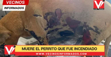 Muere el perrito que fue incendiado con gasolina en calles de Hidalgo; su cuerpo no aguantó