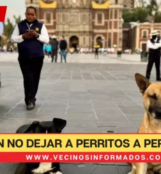 ¡No los abandones! Animalistas piden no dejar a perritos a peregrinos en la Basílica de Guadalupe