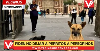 ¡No los abandones! Animalistas piden no dejar a perritos a peregrinos en la Basílica de Guadalupe