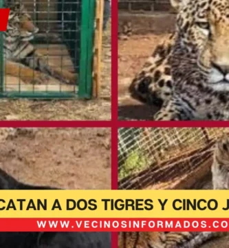 Rescatan a dos Tigres y cinco Jaguares en operativo en Jalisco