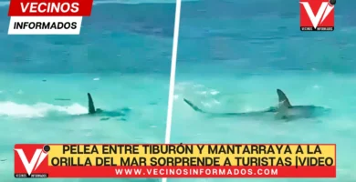 Pelea entre tiburón y mantarraya a la orilla del mar sorprende a turistas |VIDEO