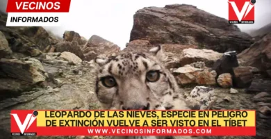 Leopardo de las nieves, especie en peligro de extinción, vuelve a ser visto en el Tíbet